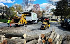 Professional Tree Care in Fox Island, WA