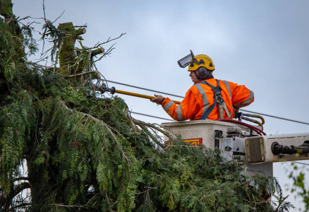 Best Tree and Shrub Care  in Fox Island, WA